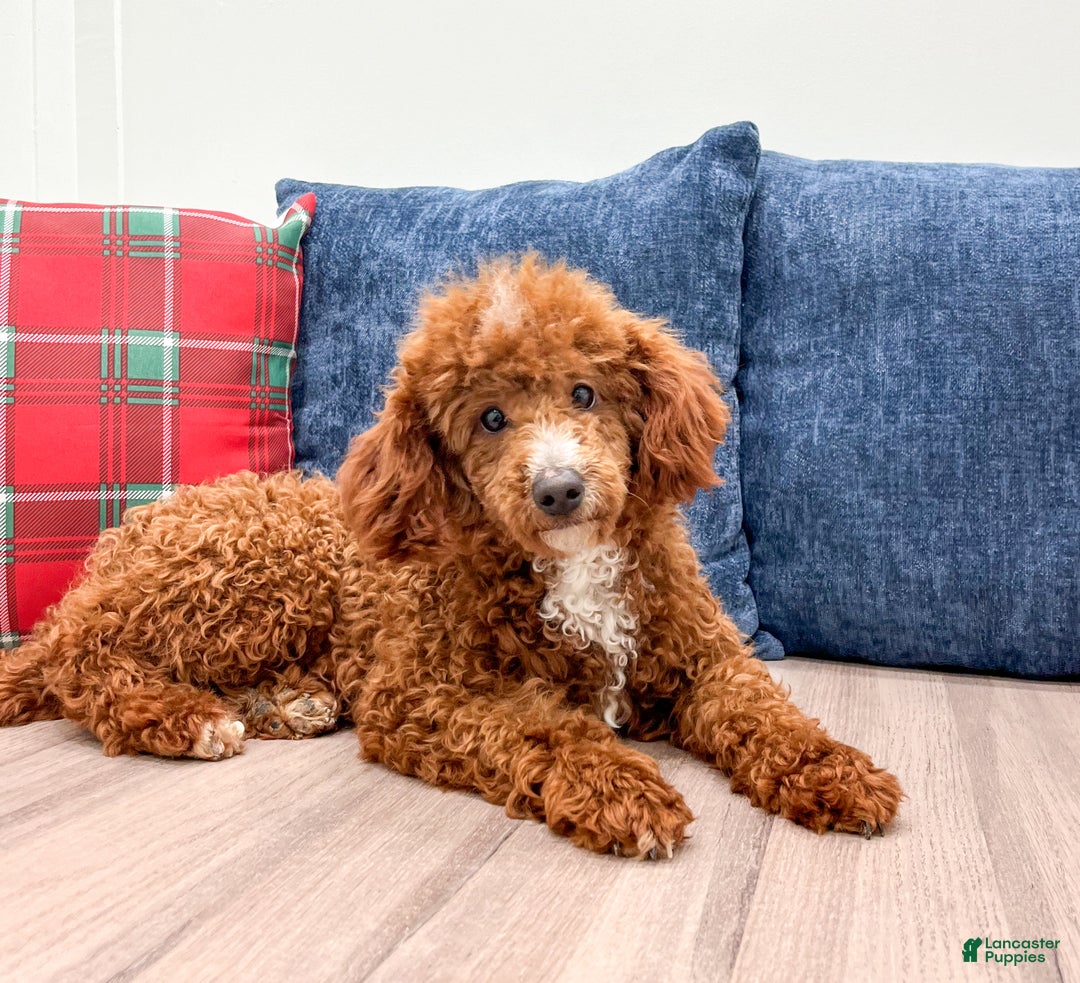 Miniature Poodle dogs for sale: Charlie - Ad 5