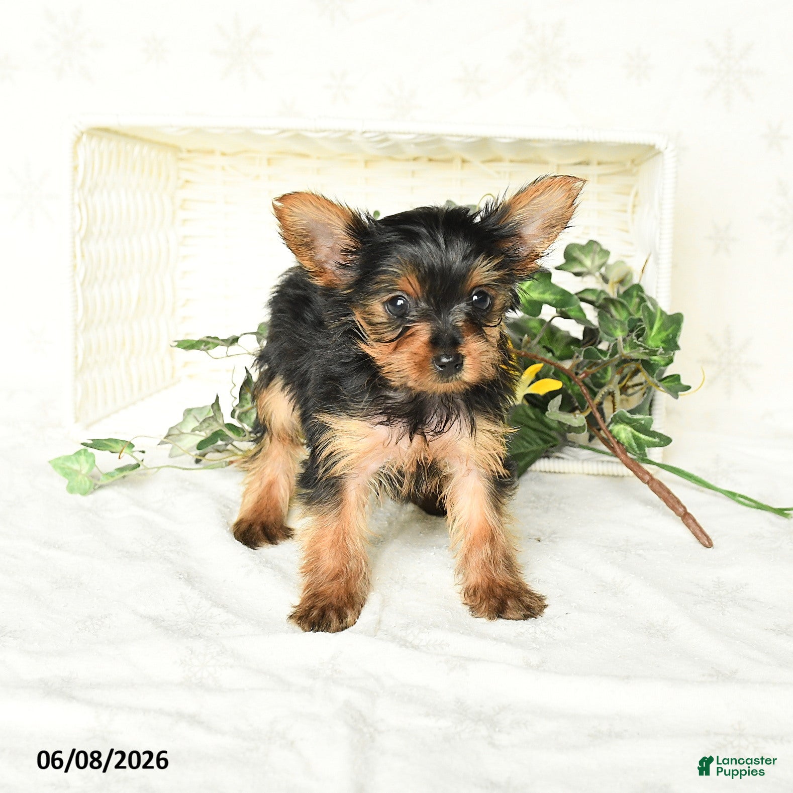 Yorkshire Terrier dogs Pearl - Ad 1