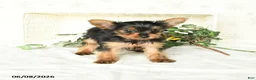 Yorkshire Terrier dogs for sale: Pearl - Ad 1