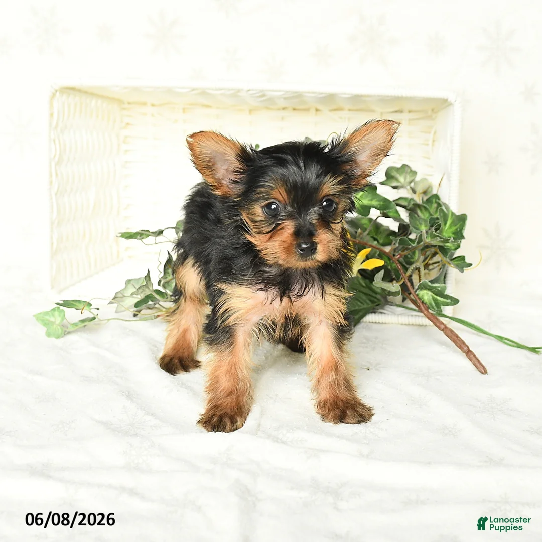 Yorkshire Terrier dogs for sale: Pearl - Ad 1
