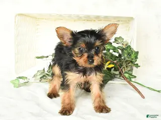 Yorkshire Terrier dogs for sale: Pearl - Ad 3