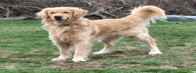 Mac