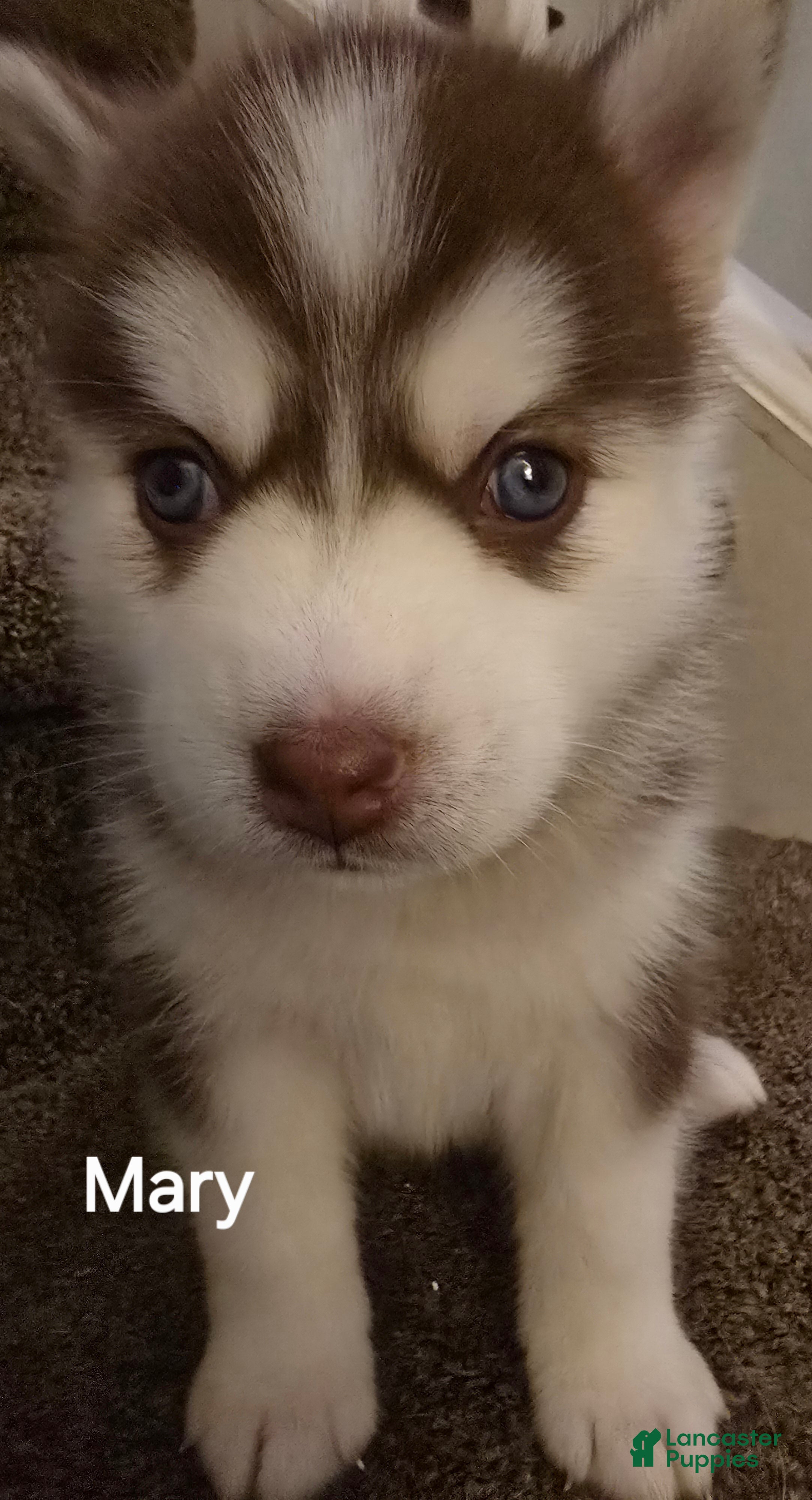 Pomsky dogs Mary  - Ad 22