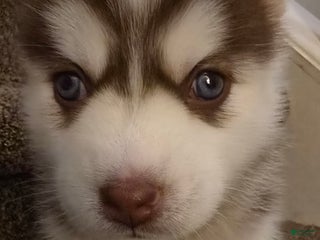 Pomsky dogs Mary - Ad 6