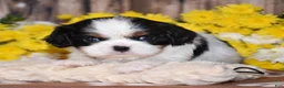 Cavalier King Charles Spaniel dogs for sale: Ginger - Ad 2