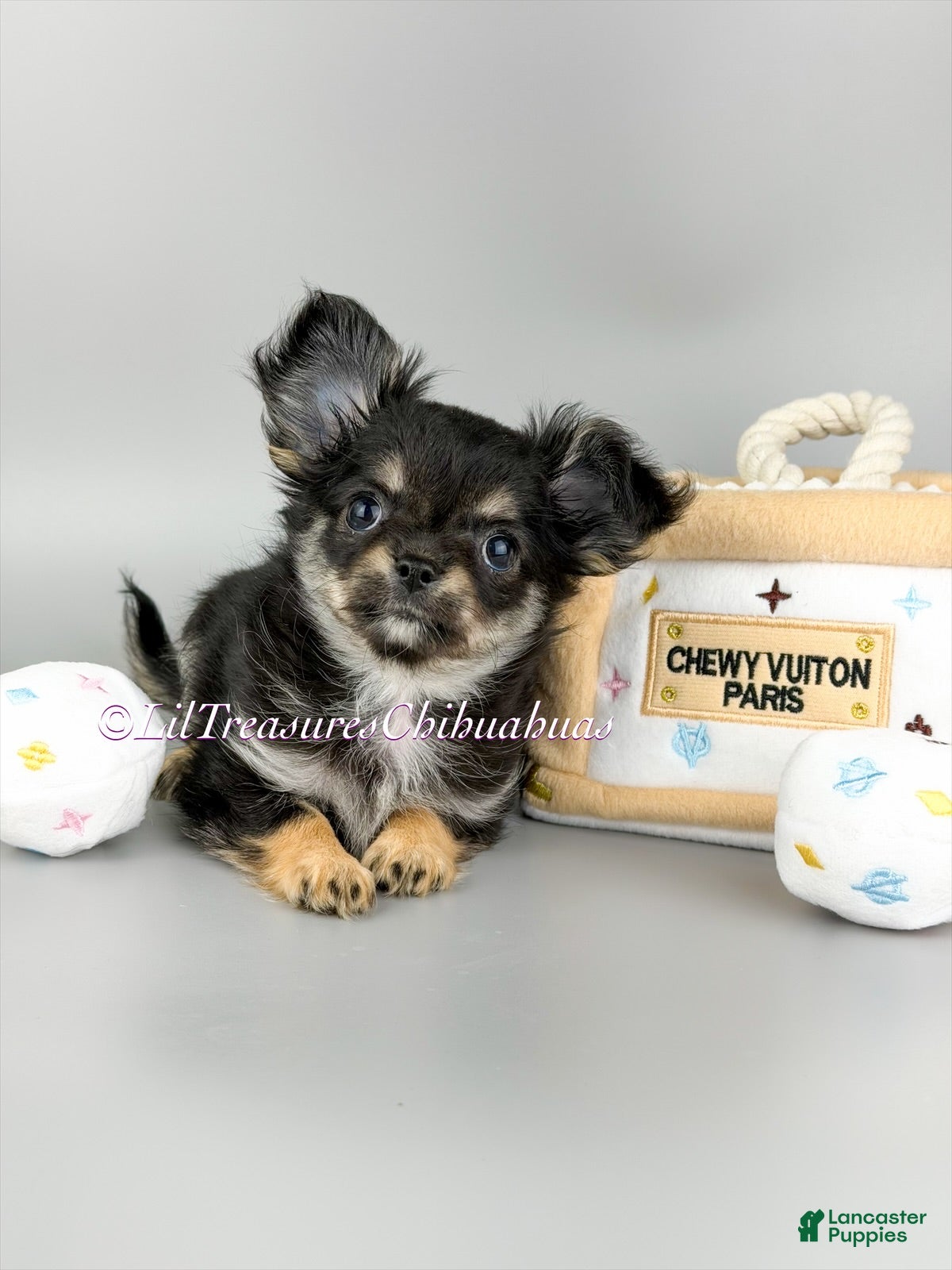 Chihuahua dogs Nancy - Ad 6