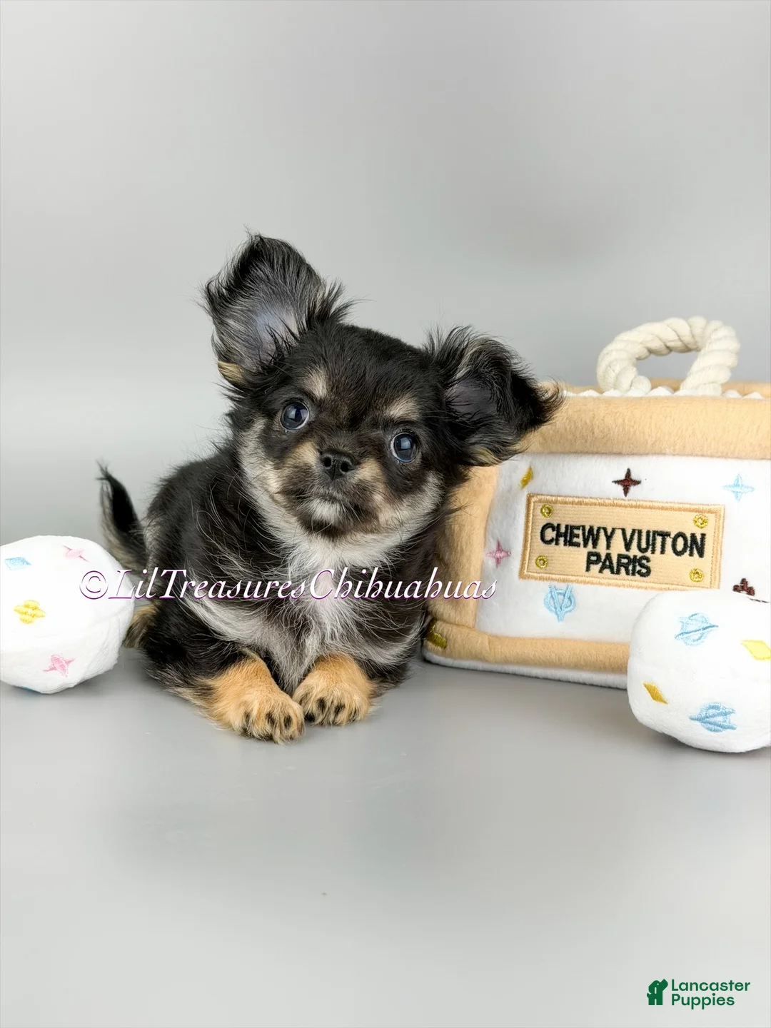 Chihuahua dogs for sale: Nancy - Ad 1