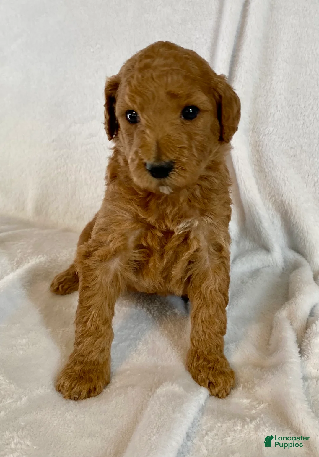 Standard Poodle dogs for sale: Scarlet - Ad 7