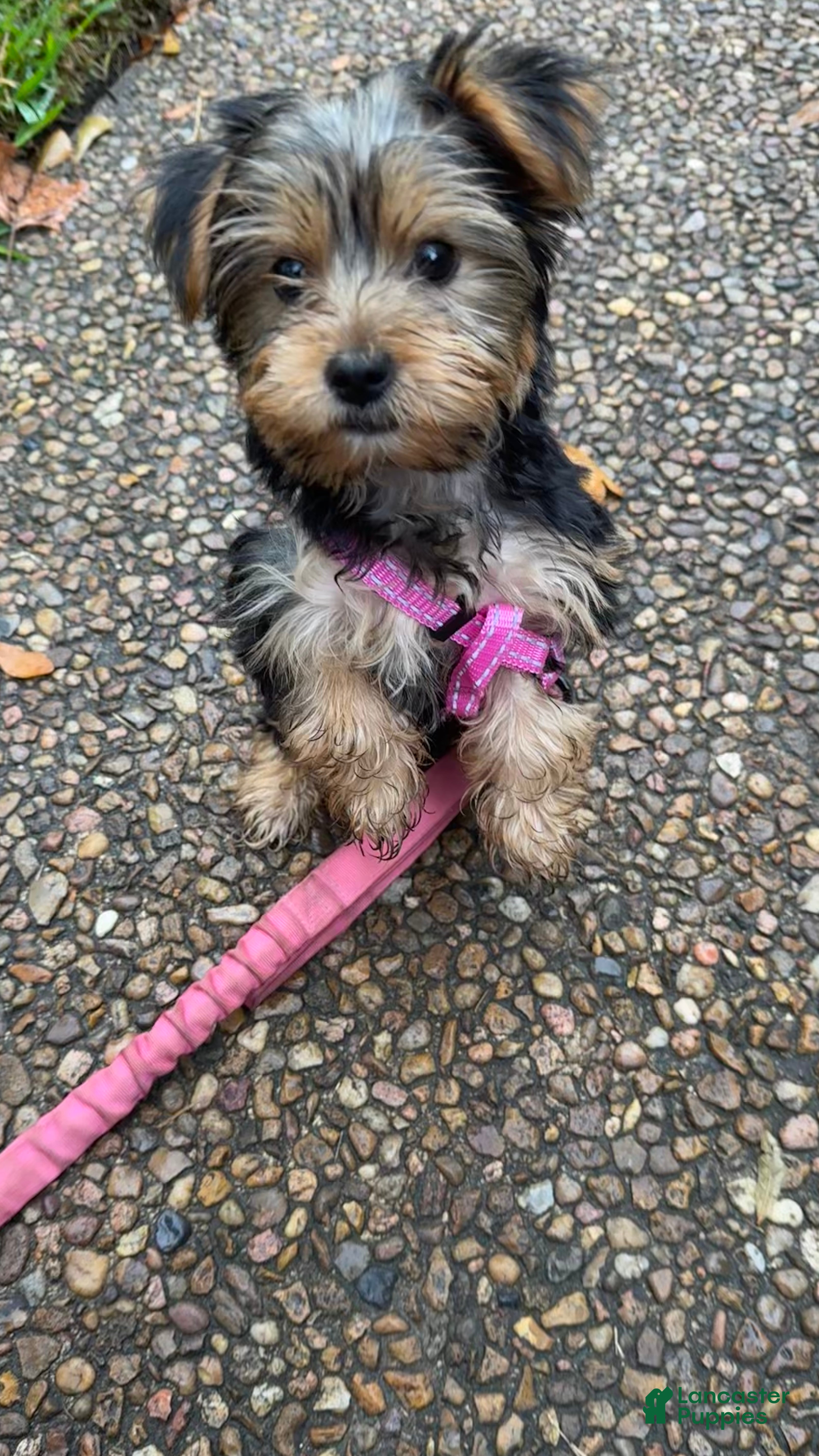 Yorkshire Terrier dogs for sale: Yorkshire Terrier 3 - Ad 20