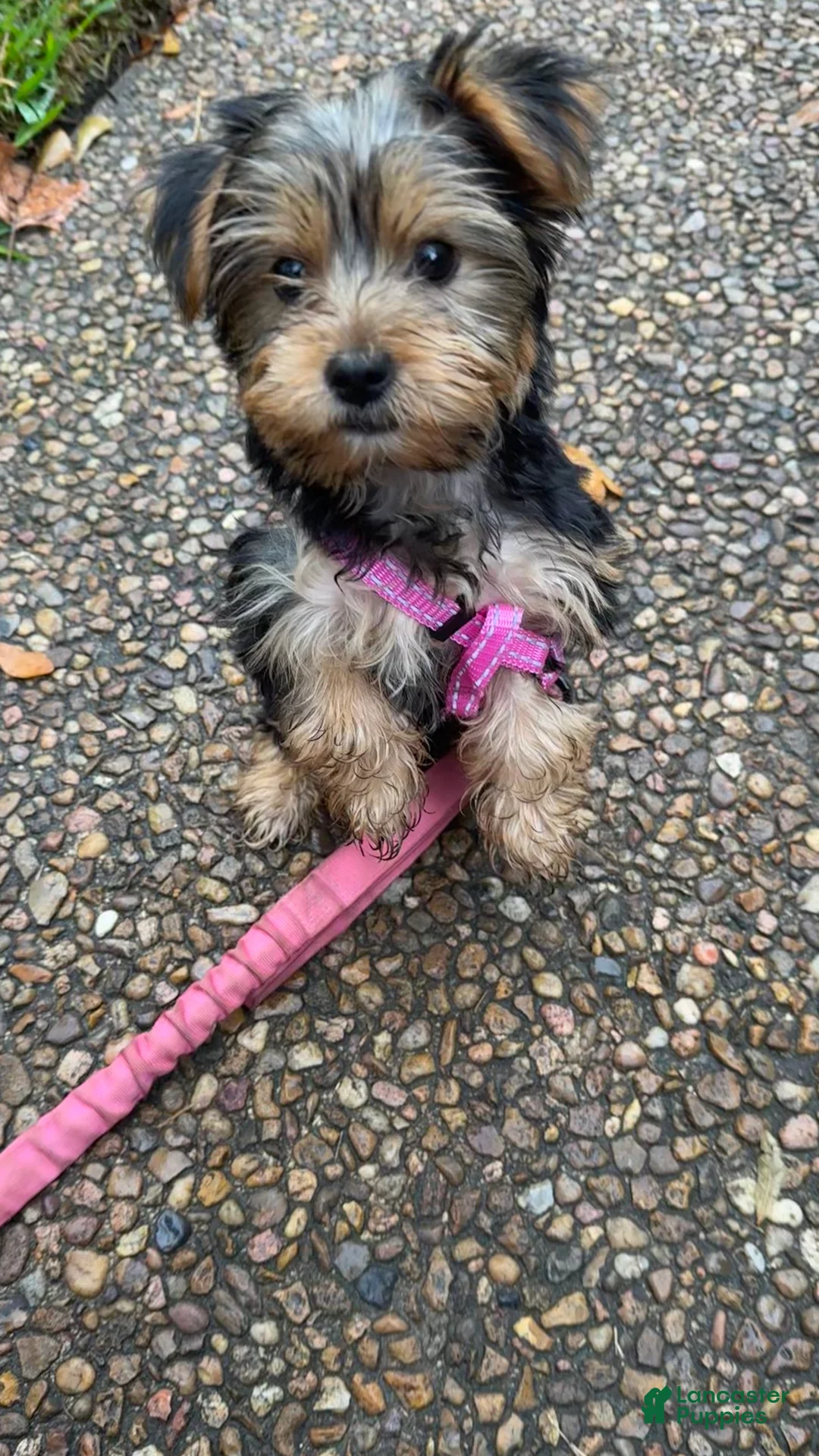 Yorkshire Terrier dogs for sale: Yorkshire Terrier 3 - Ad 1