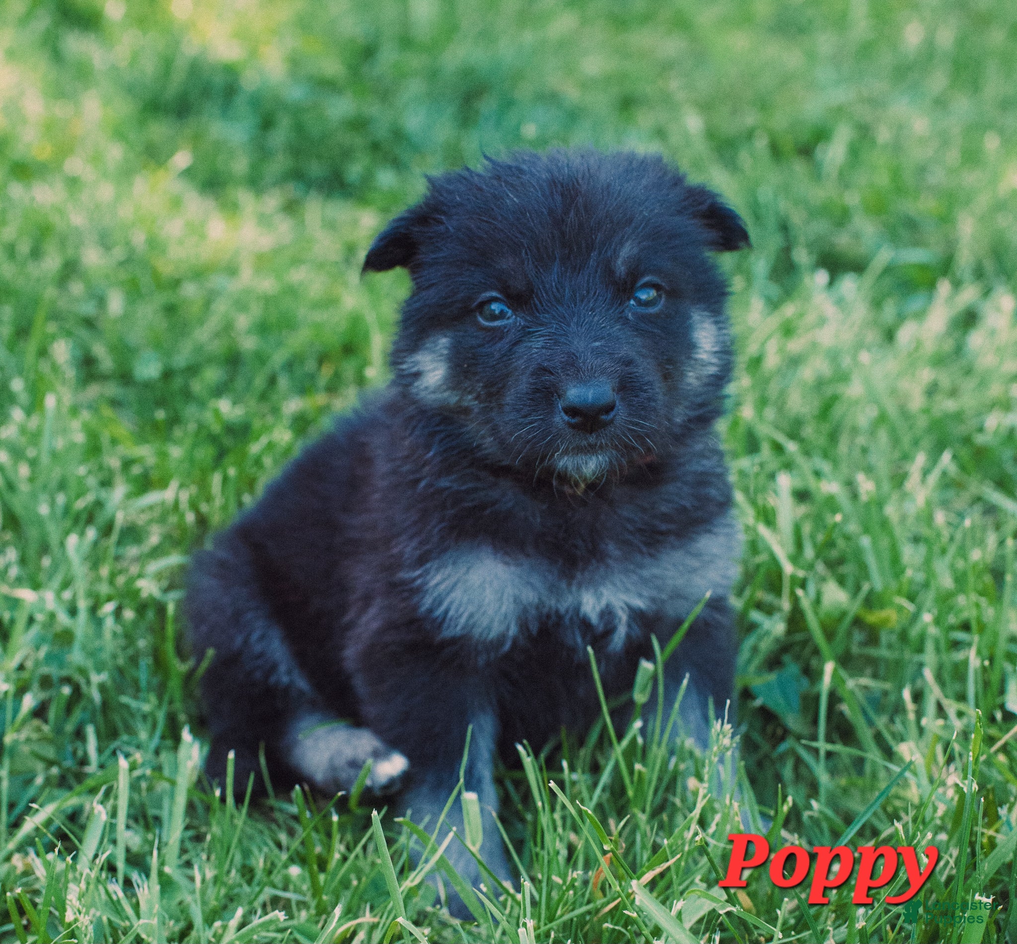 Mixed Breed dogs Poppy  - Ad 29