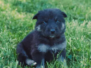 Mixed Breed dogs Poppy - Ad 29