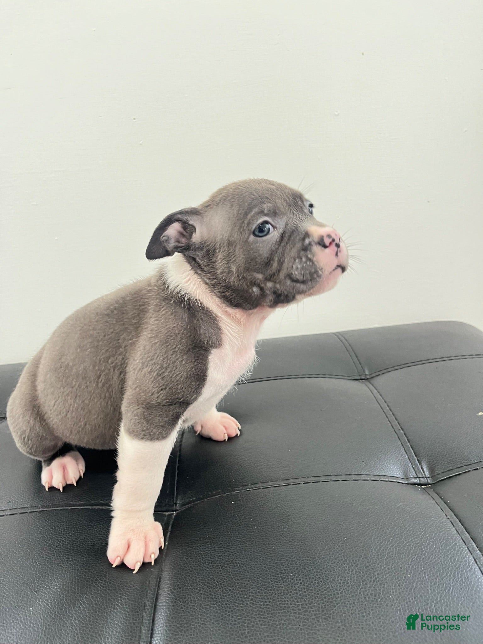 American Bully dogs American Bully 3 - Ad 14
