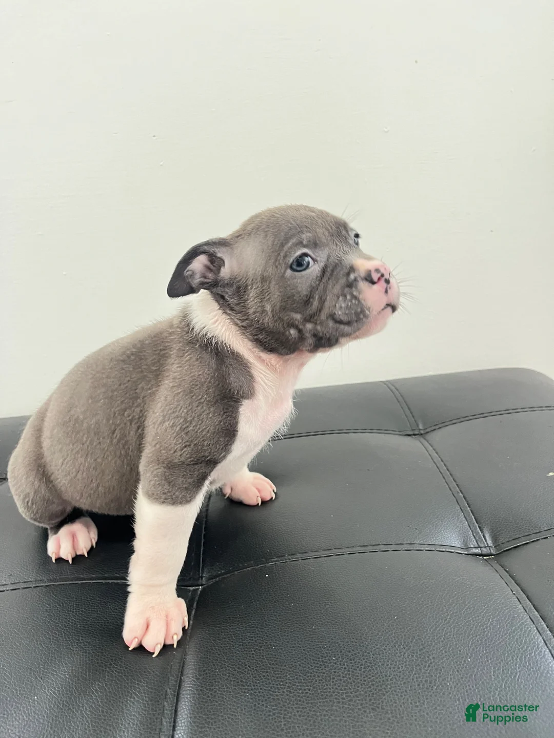 American Bully dogs for sale: American Bully 3 - Ad 1