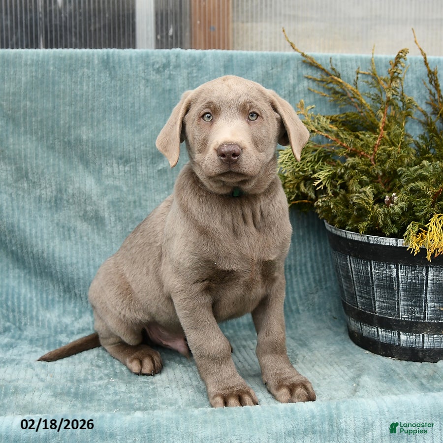 Labrador Retriever dogs Wolf  - Ad 1