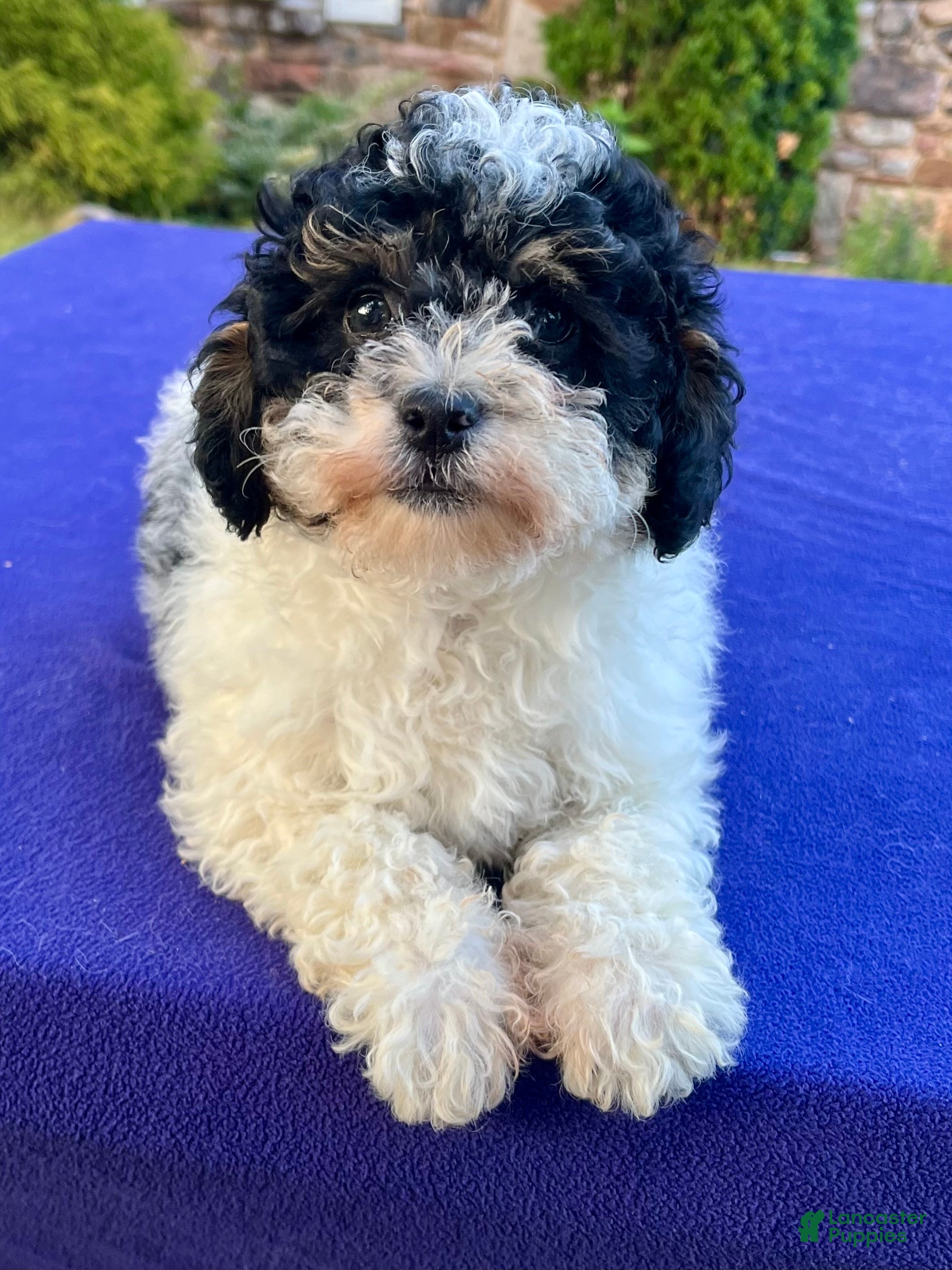 Mini Bernedoodle dogs Popsicle - Ad 1