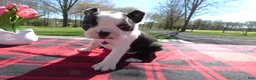 Boston Terrier dogs for sale: Boston Terrier Puppy 4 Button - Ad 2