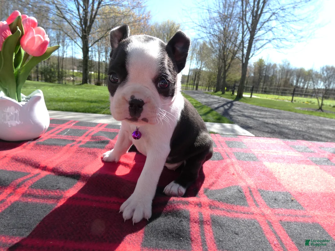 Boston Terrier dogs for sale: Boston Terrier Puppy 4 Button - Ad 2