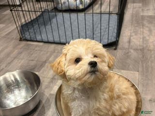 Maltipoo dogs Lola - Ad 1