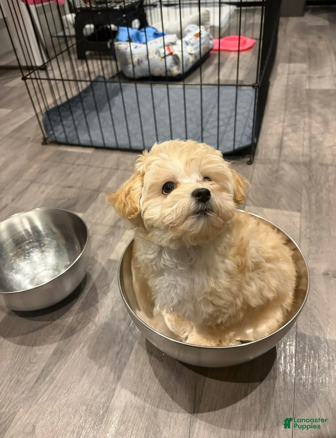 Maltipoo dogs for sale: Lola - Ad 1
