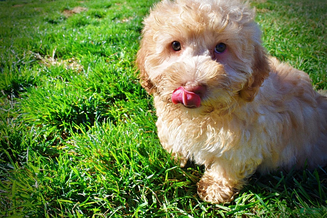 Havapoo dogs for sale: Ranger - Ad 17