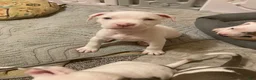 Mixed Breed dogs for sale: DJ - Ad 3