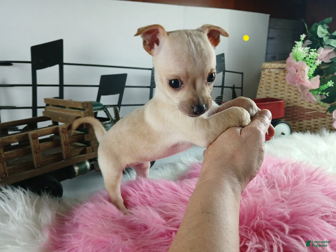 Chihuahua dogs for sale: Blonde girl, Nationwide delivery! - Ad 1