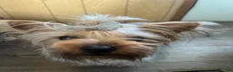 Yorkiepoo dogs for sale: Yorkiepoo Puppy 1 - Ad 2