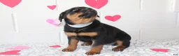Rottweiler dogs for sale: Bella - Ad 5