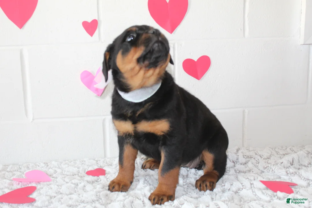 Rottweiler dogs for sale: Bella - Ad 5