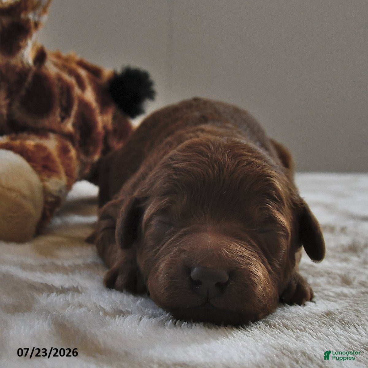 Mini Goldendoodle dogs Archie  - Ad 2