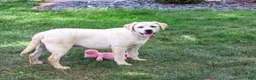 Labrador Retriever dogs for sale: Silvermist - Ad 3