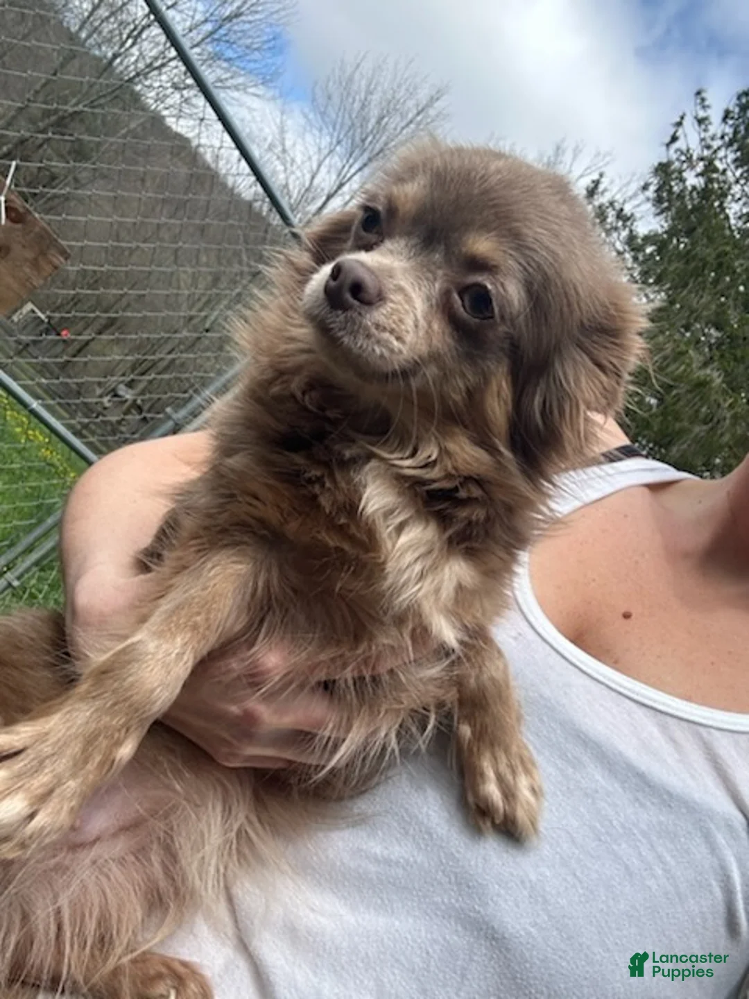 Chihuahua dogs for sale: Teighynn  - Ad 2