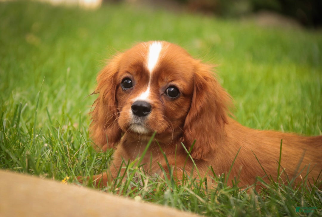 Cavalier King Charles Spaniel dogs Freddy Cavalier King Charles Spaniel  - Ad 2