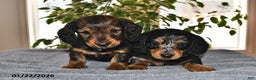 Miniature Dachshund dogs for sale: Daisy - Ad 5