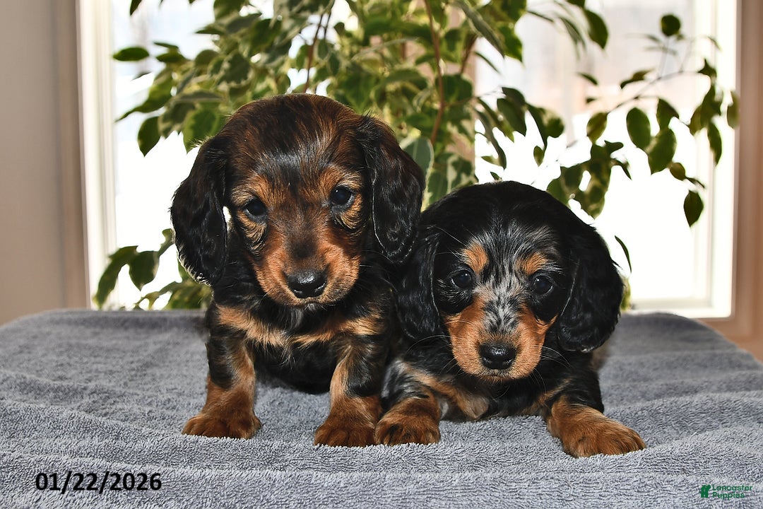 Miniature Dachshund dogs for sale: Daisy - Ad 5