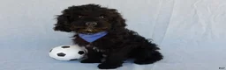 Cockapoo dogs for sale: Jet - Ad 5