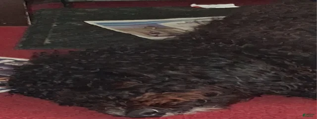 Shadow 