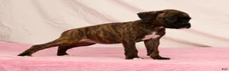 Boxer dogs for sale: Shadow - Ad 8
