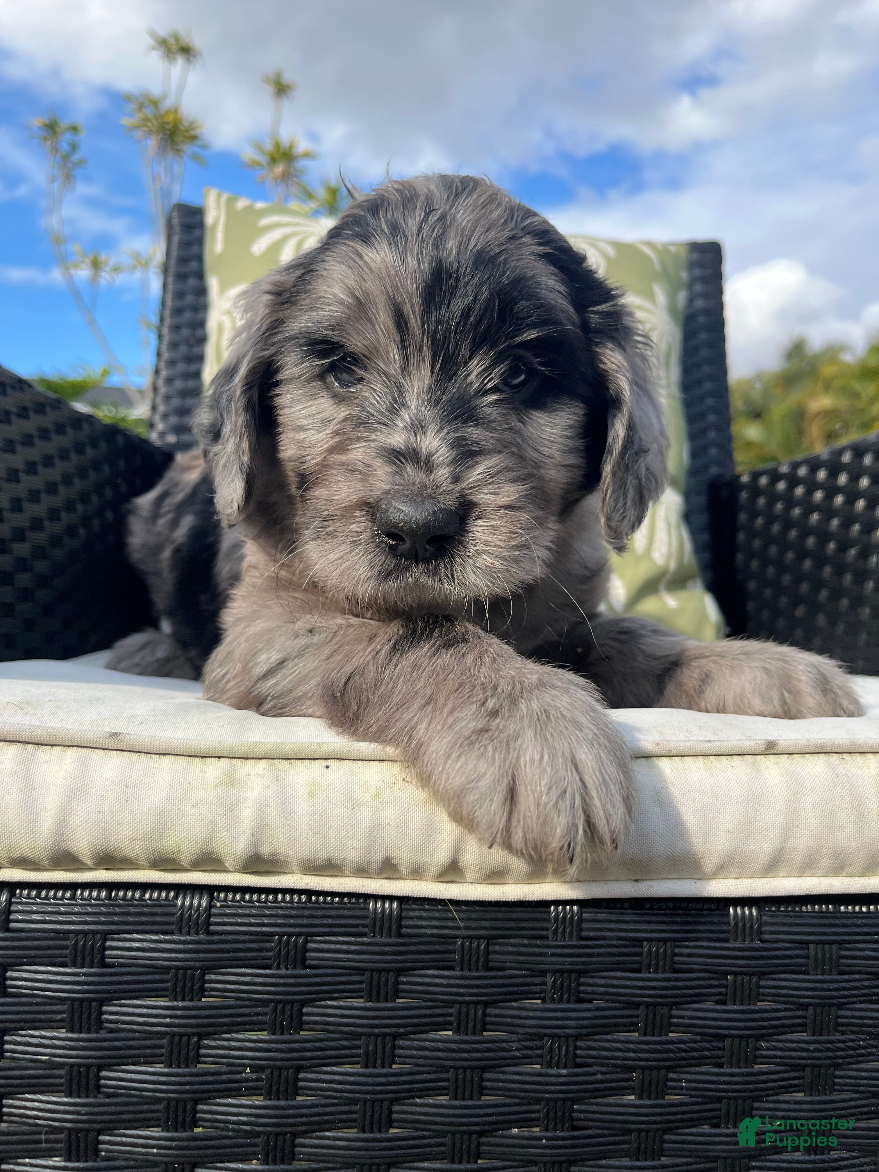 Goldendoodle dogs Micki  - Ad 24