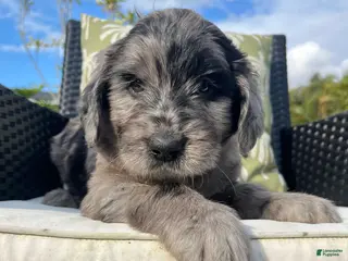 Goldendoodle dogs Micki - Ad 24