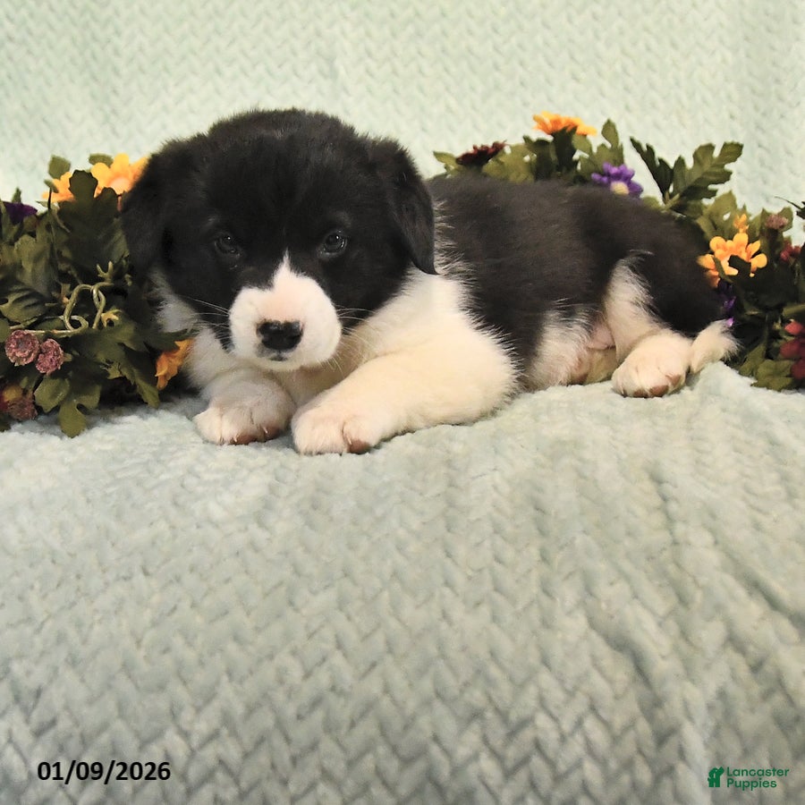 Mixed Breed dogs Jade - Ad 3