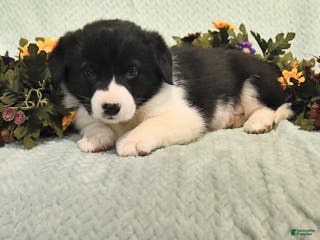 Mixed Breed dogs Jade - Ad 24