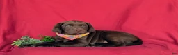 Labrador Retriever dogs for sale: Weber - Ad 6