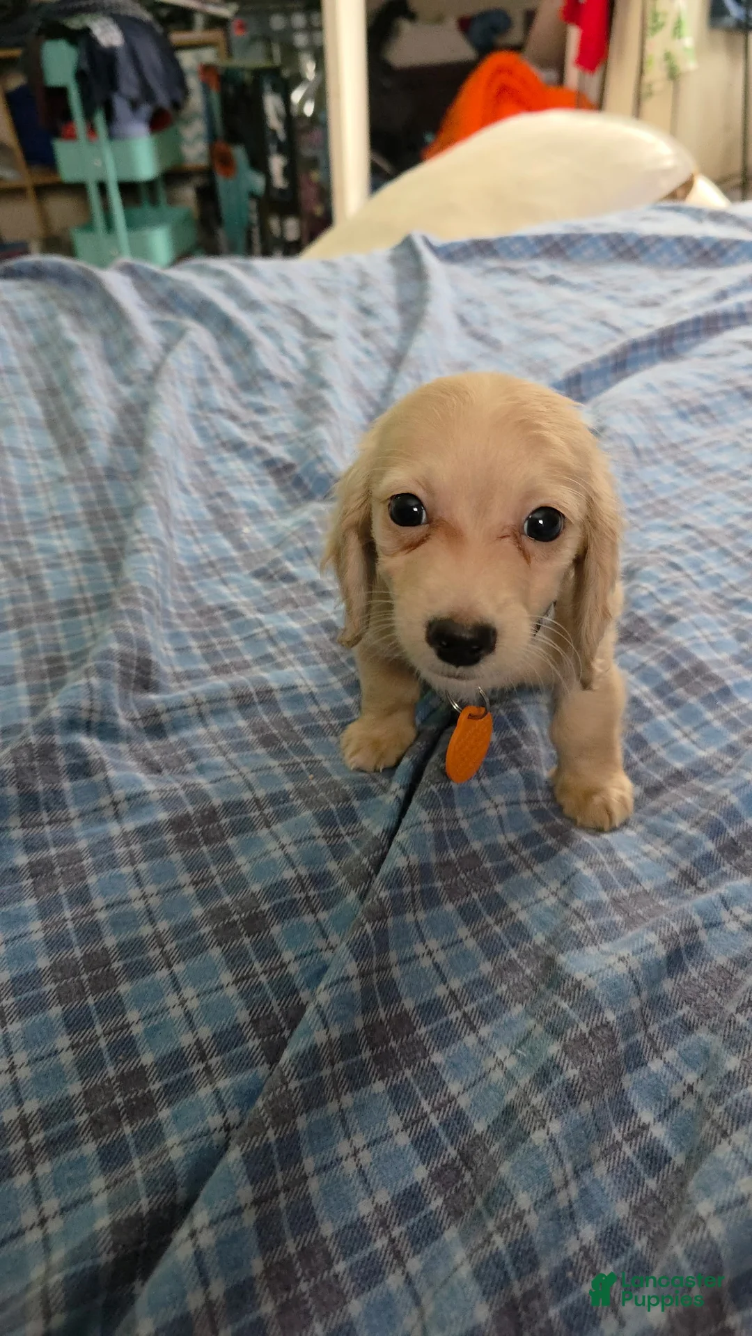 Miniature Dachshund dogs for sale: Luigi - Ad 5