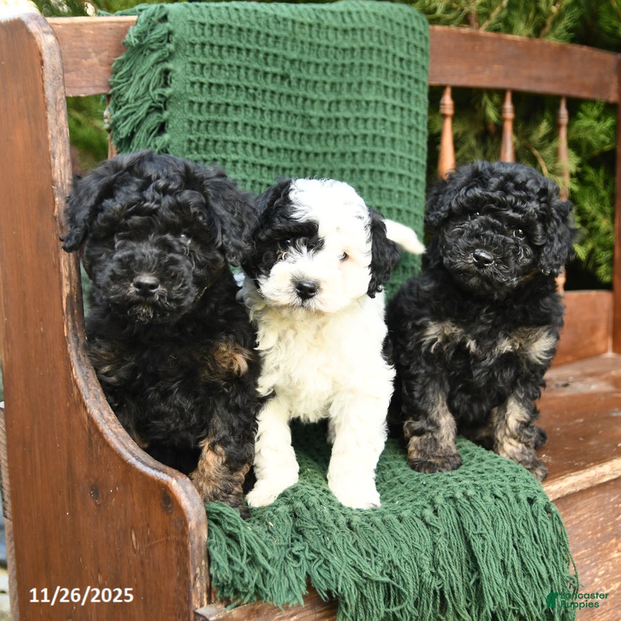 Mixed Breed dogs Tessa - Ad 2