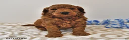 Mini Goldendoodle dogs for sale: Rascal - Ad 8