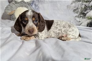 Miniature Dachshund dogs George - Ad 1