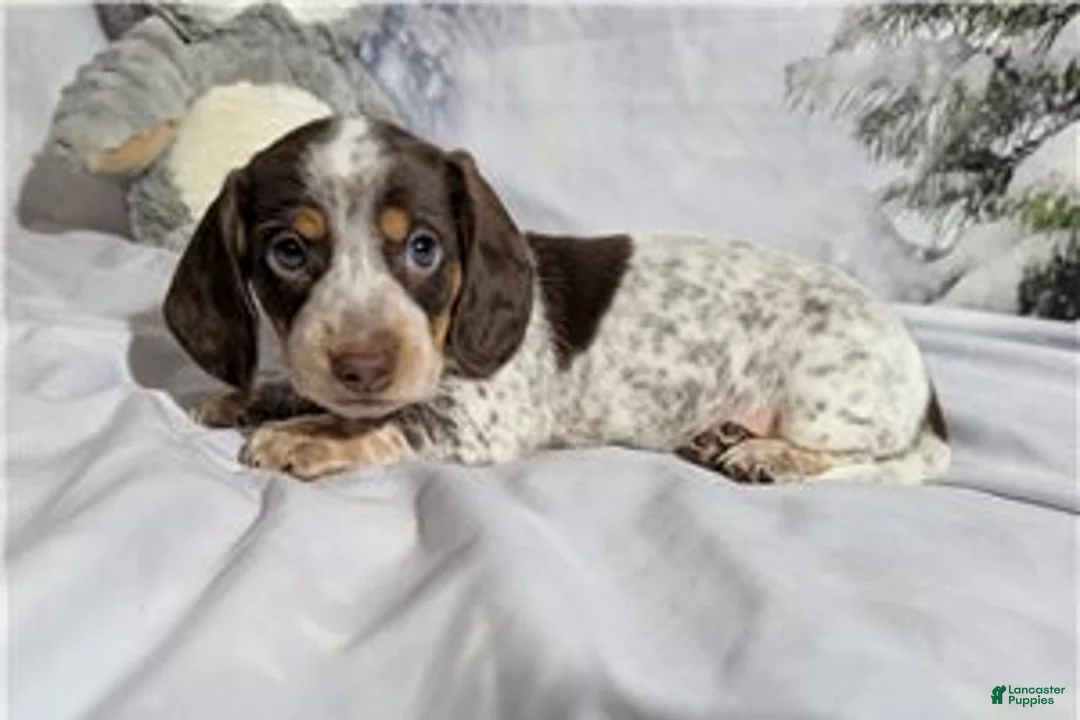 Miniature Dachshund dogs for sale: George - Ad 1
