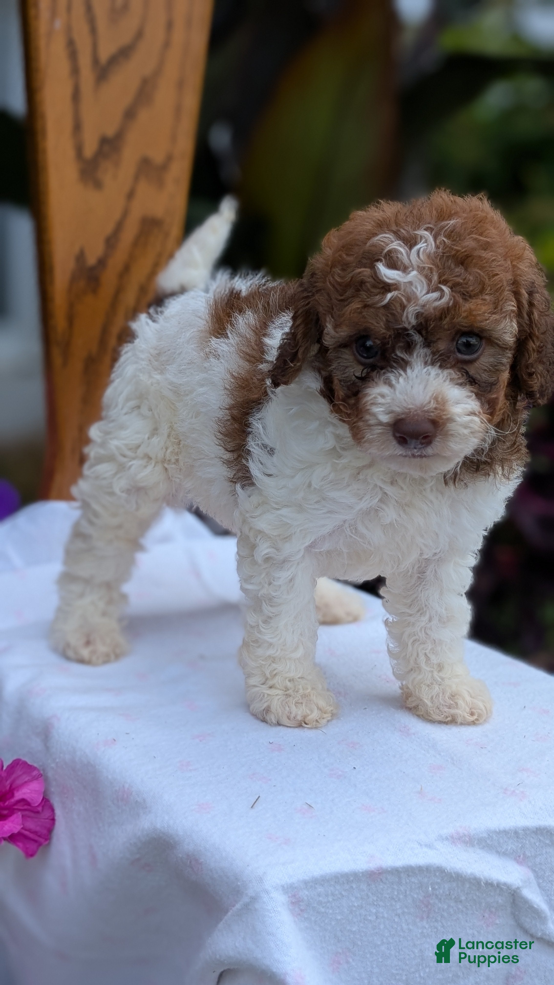 Maltipoo dogs Kip - Ad 2